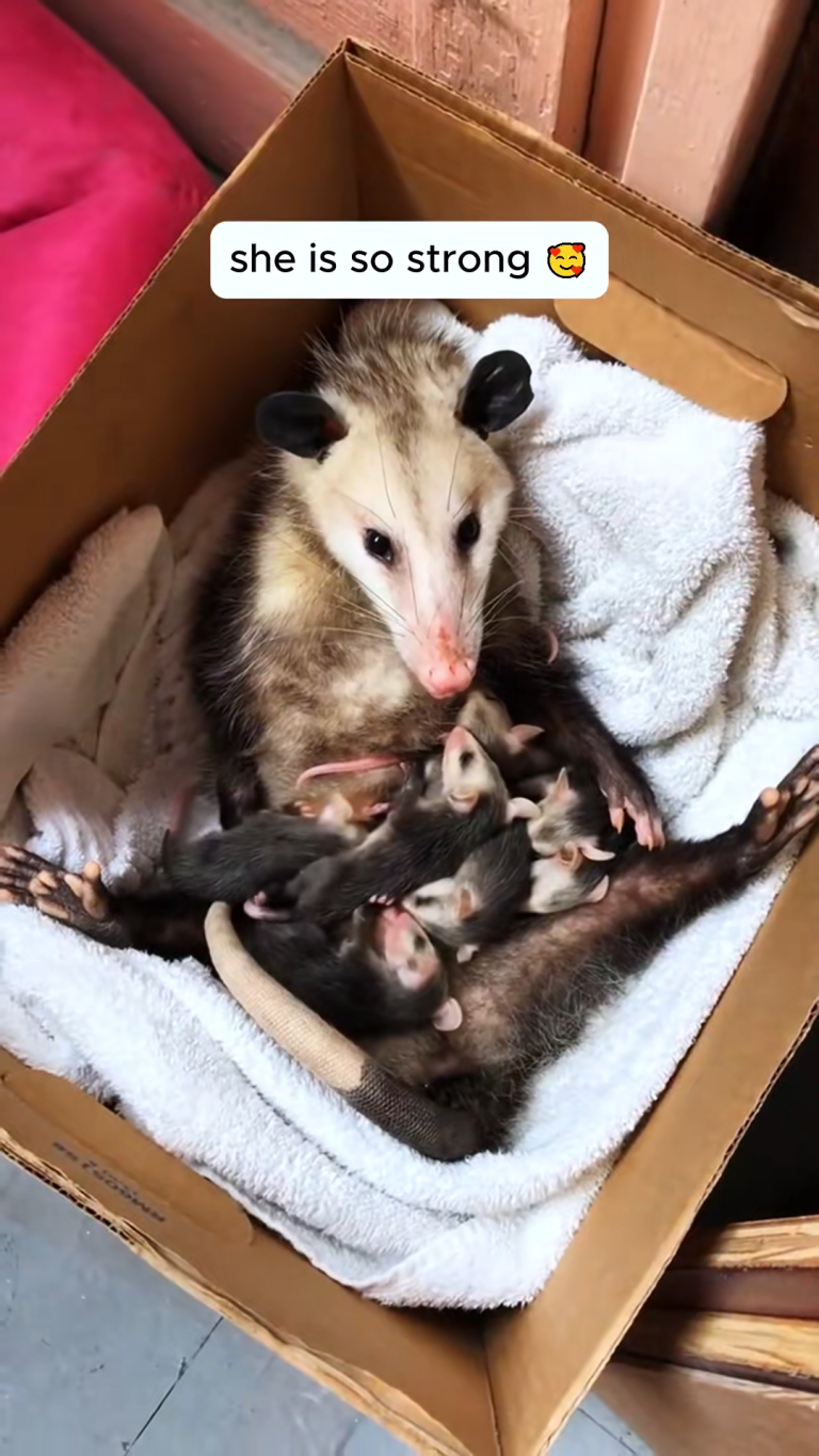 10 BABIES