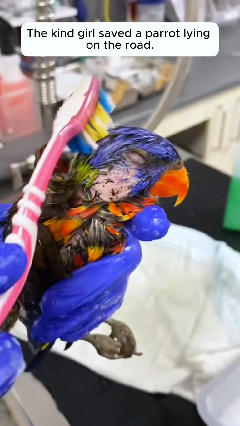 A PARROT