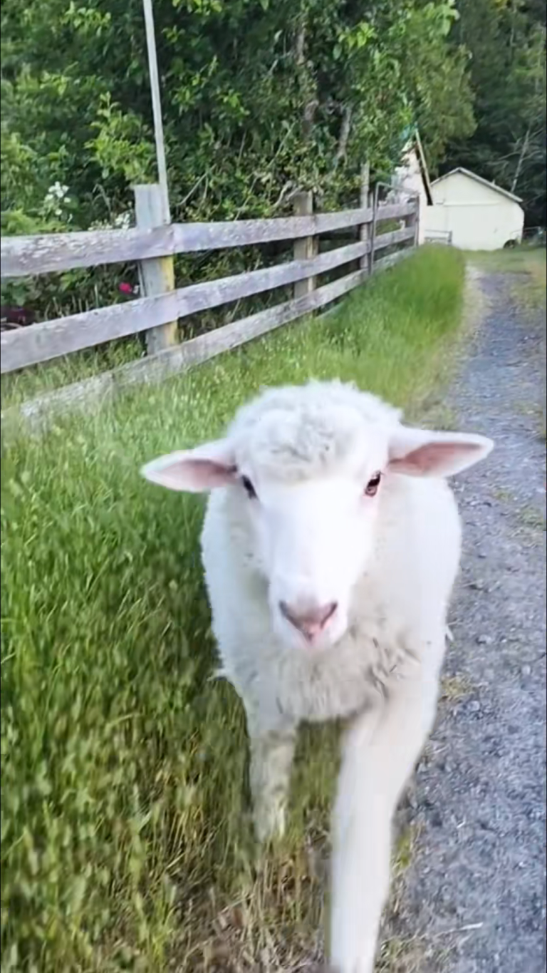 A SHEEP