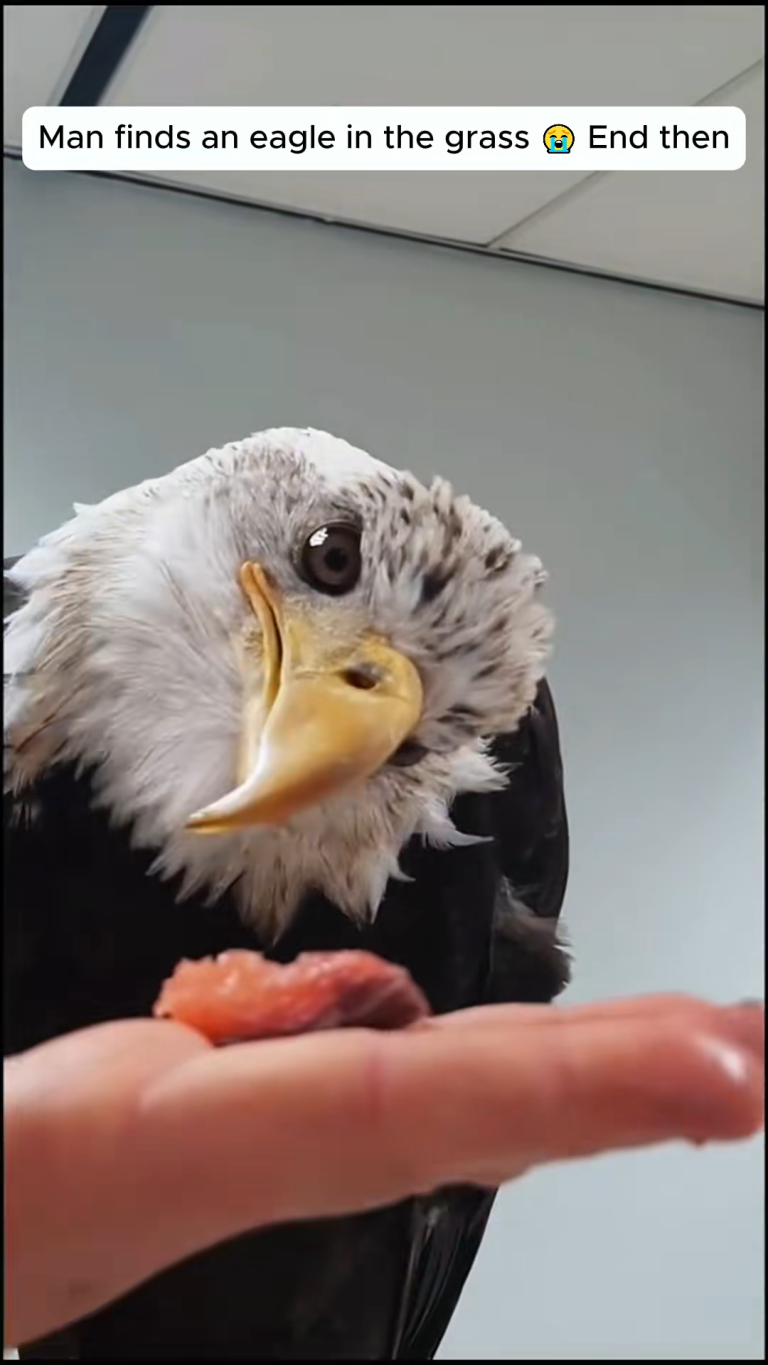 AN EAGLE