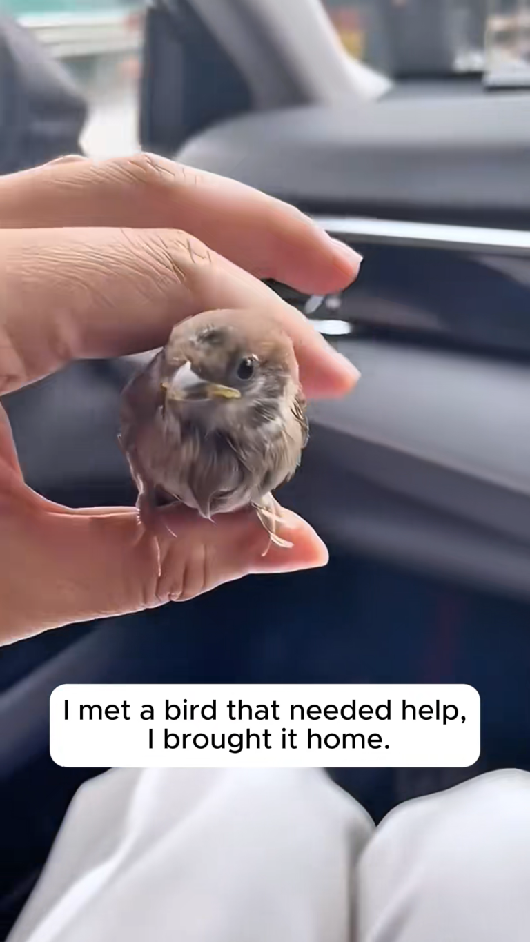 BABY BIRD