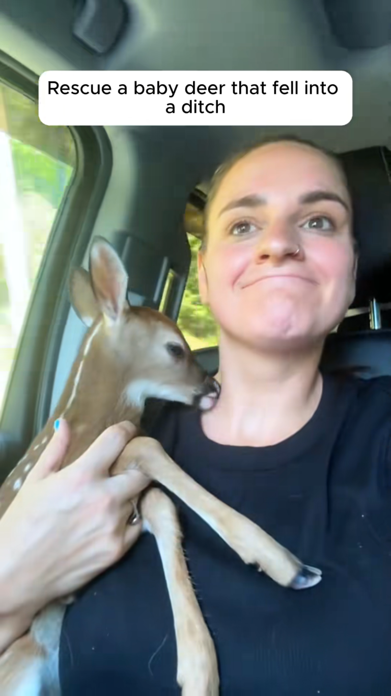 BABY DEER