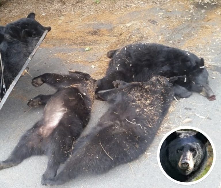 BEARS