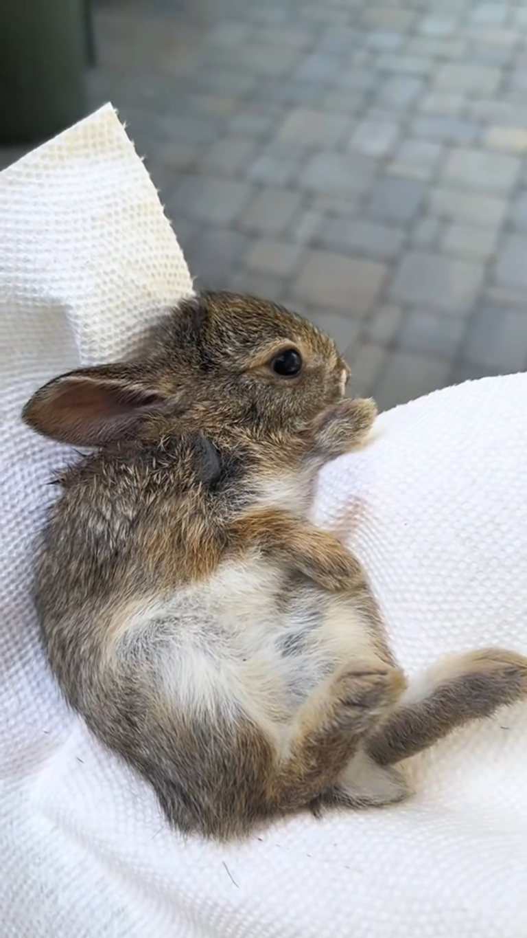 BUNNY