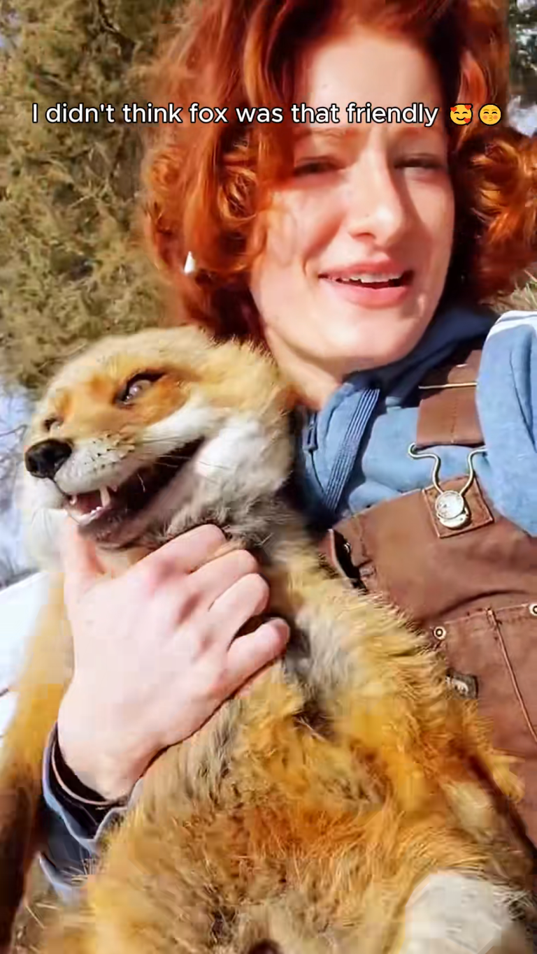 CUTE FOX