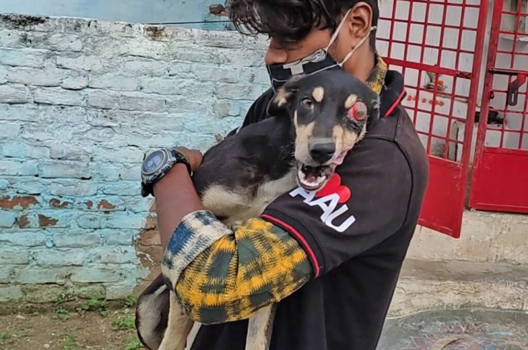 DOG INJURED