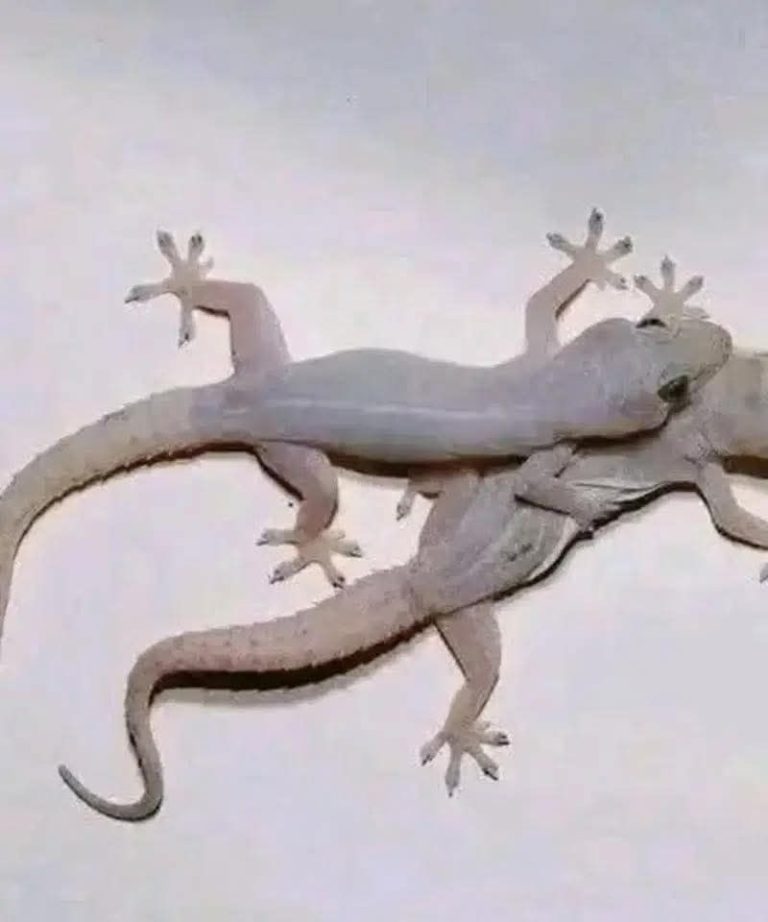 LIZARD