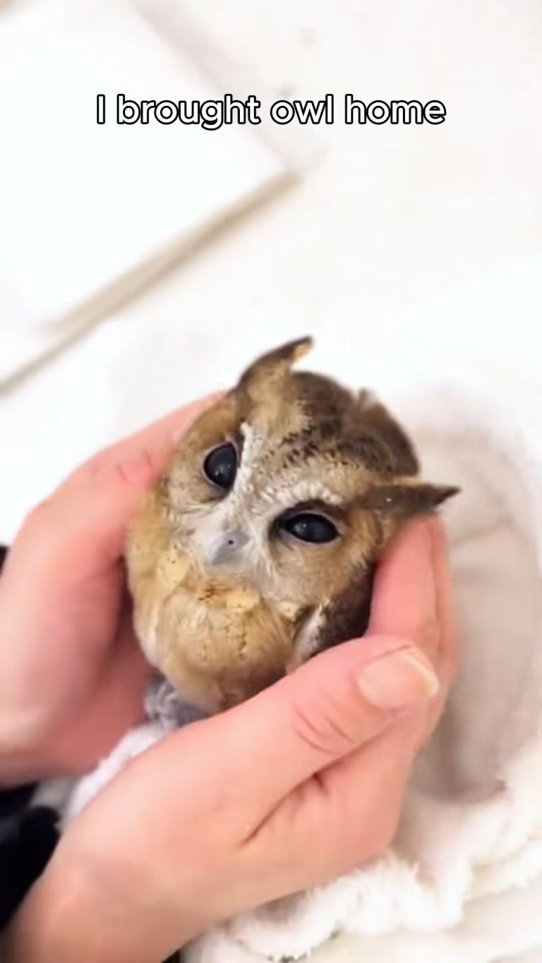 MET OWL