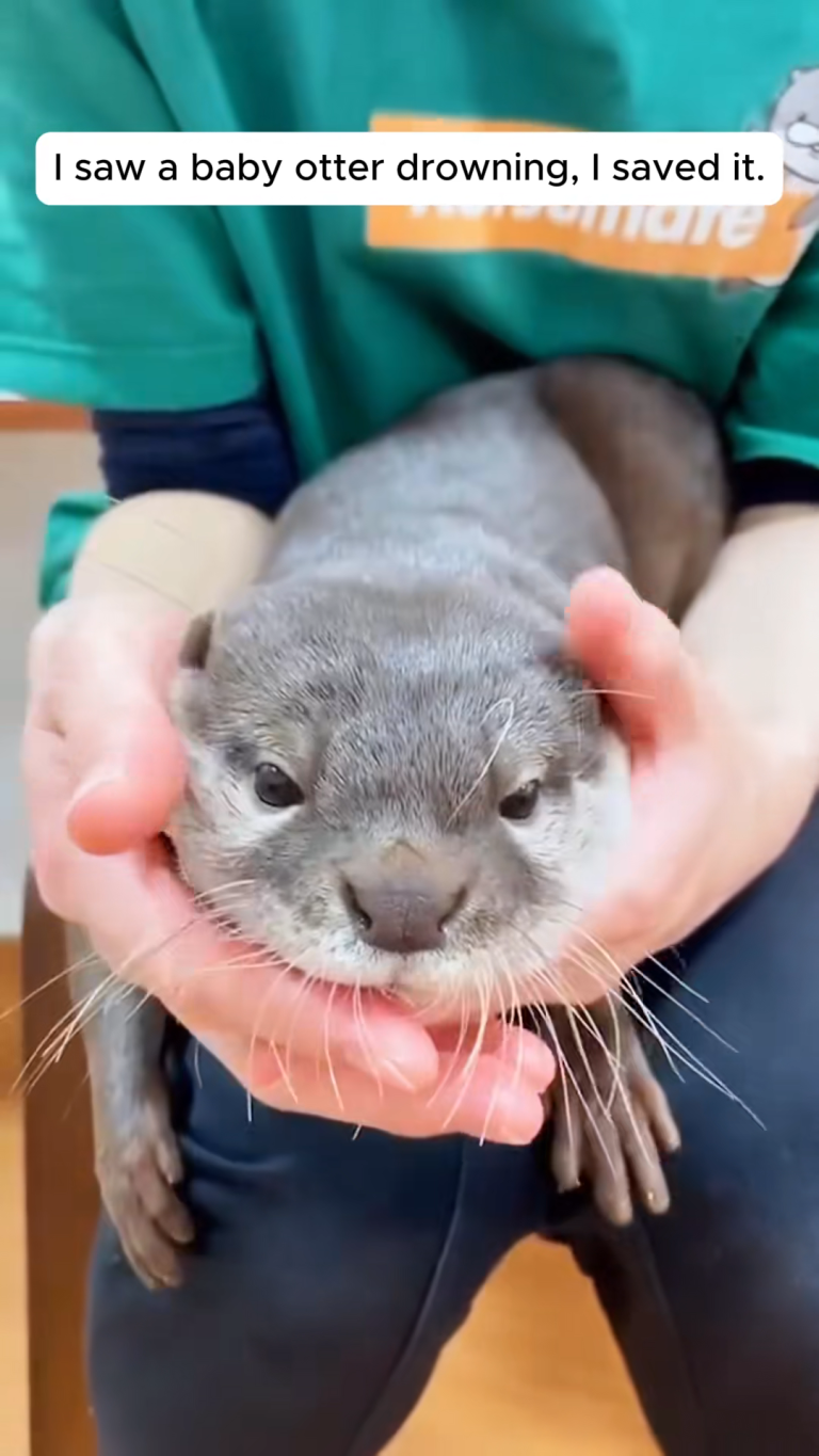 OTTER