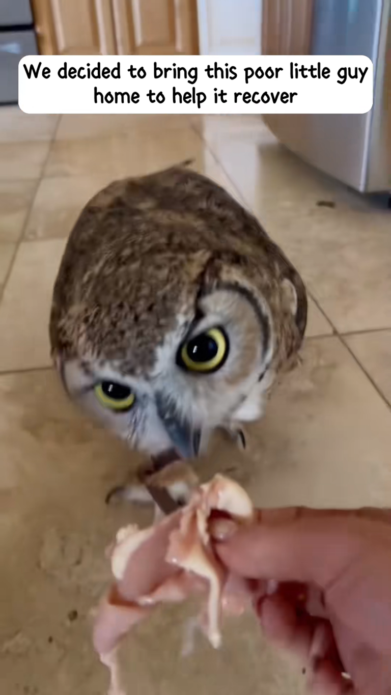 OWL THUMB
