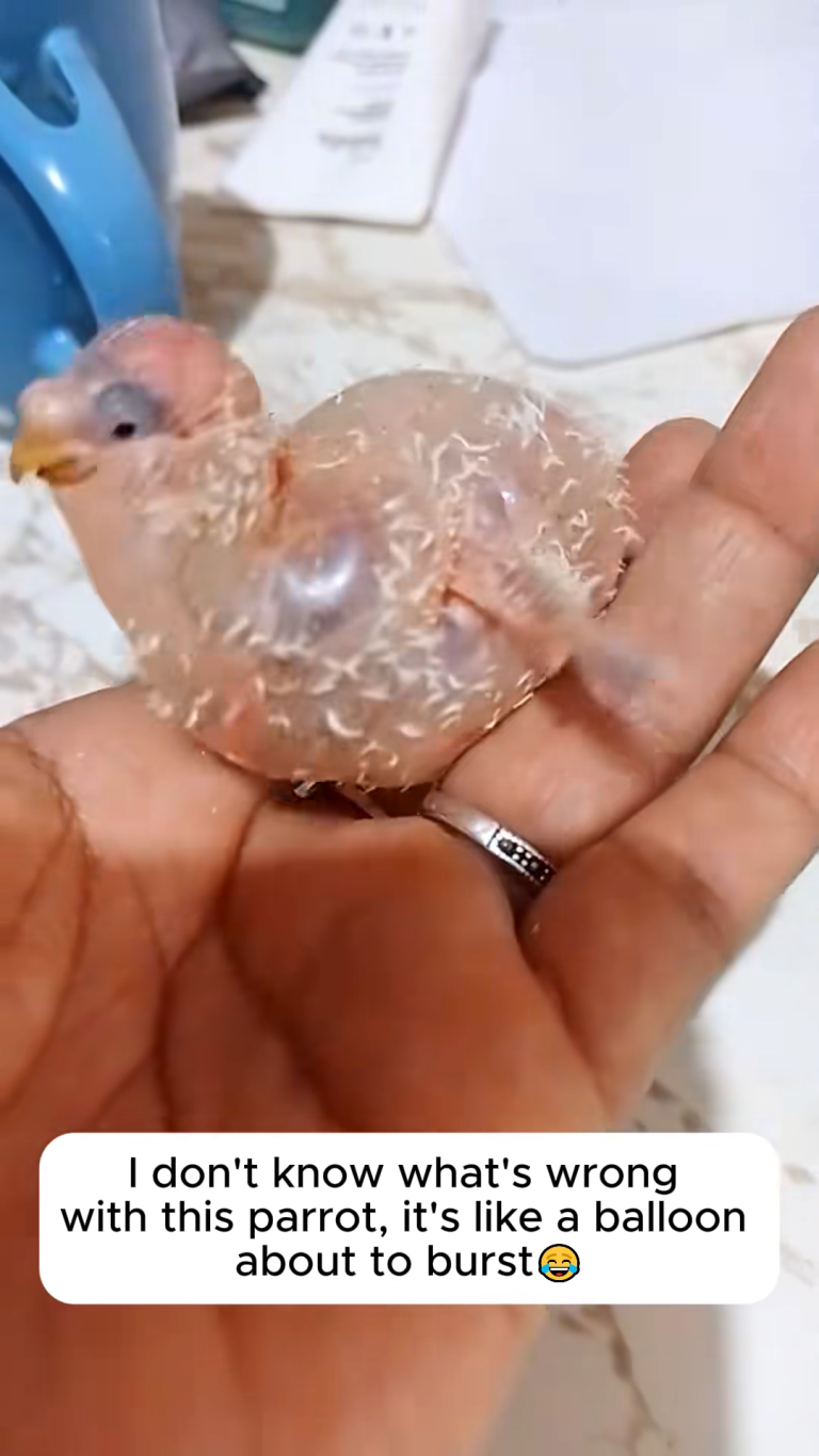 PARROT BABY