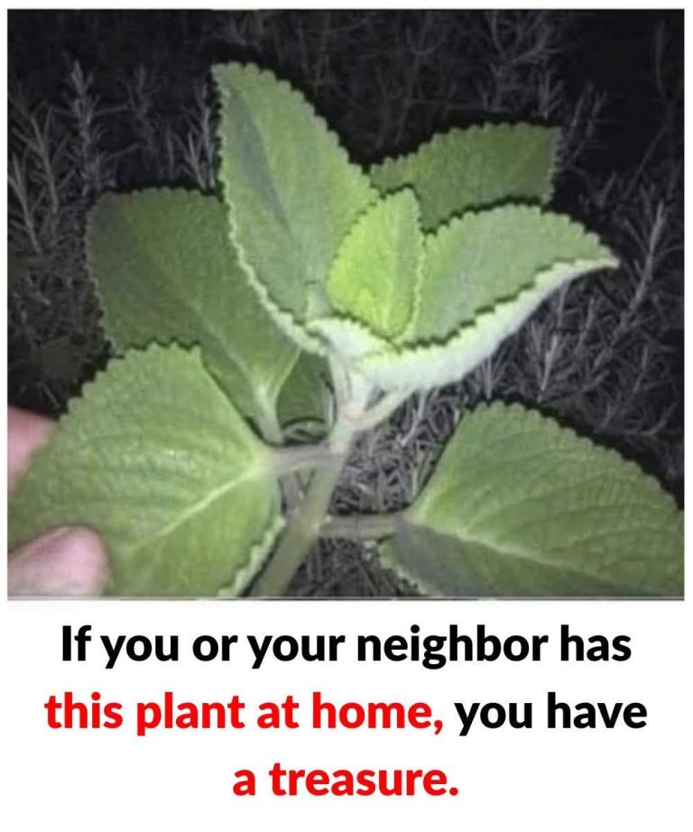 PLANT