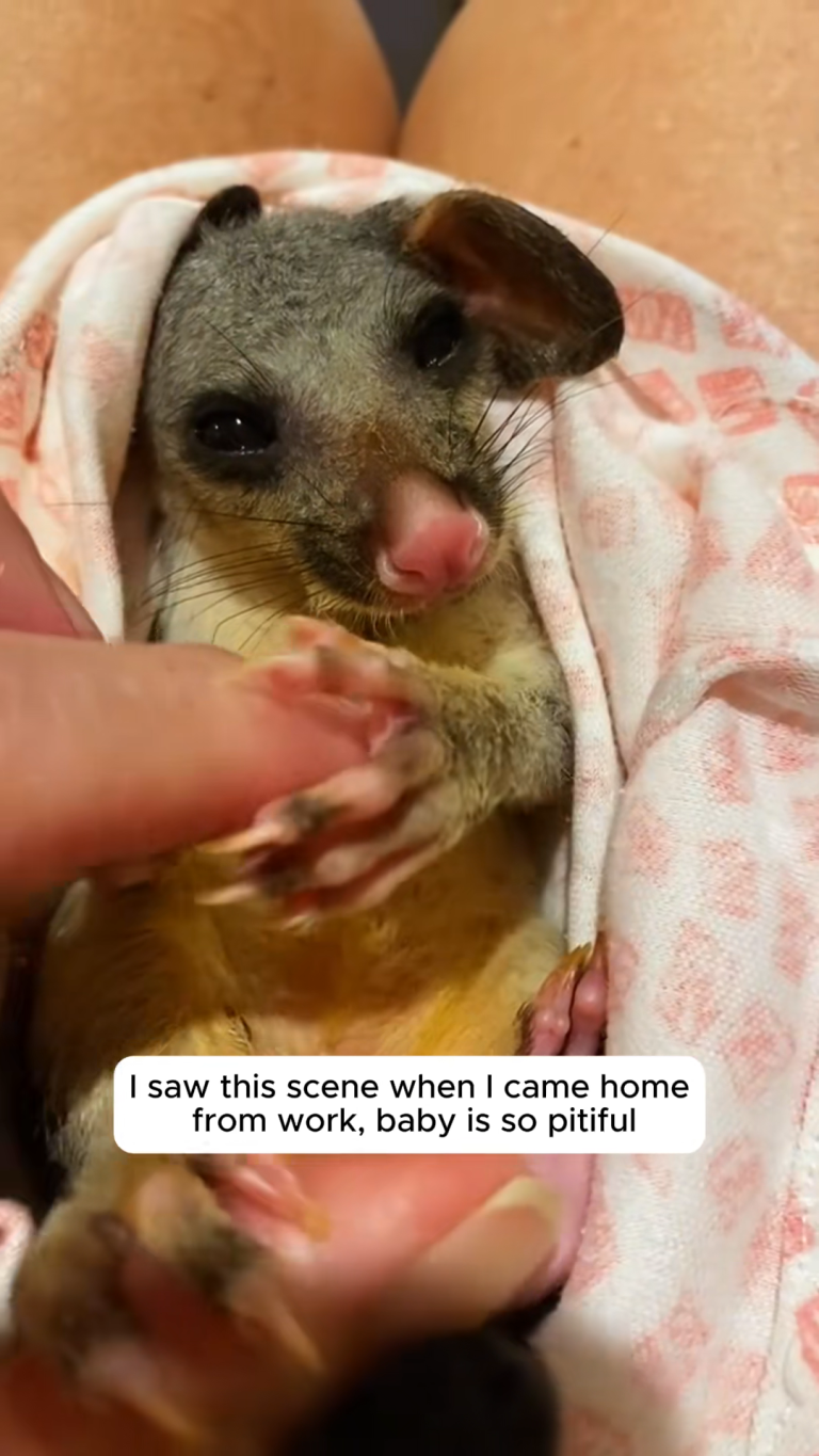 POSSUM BABY