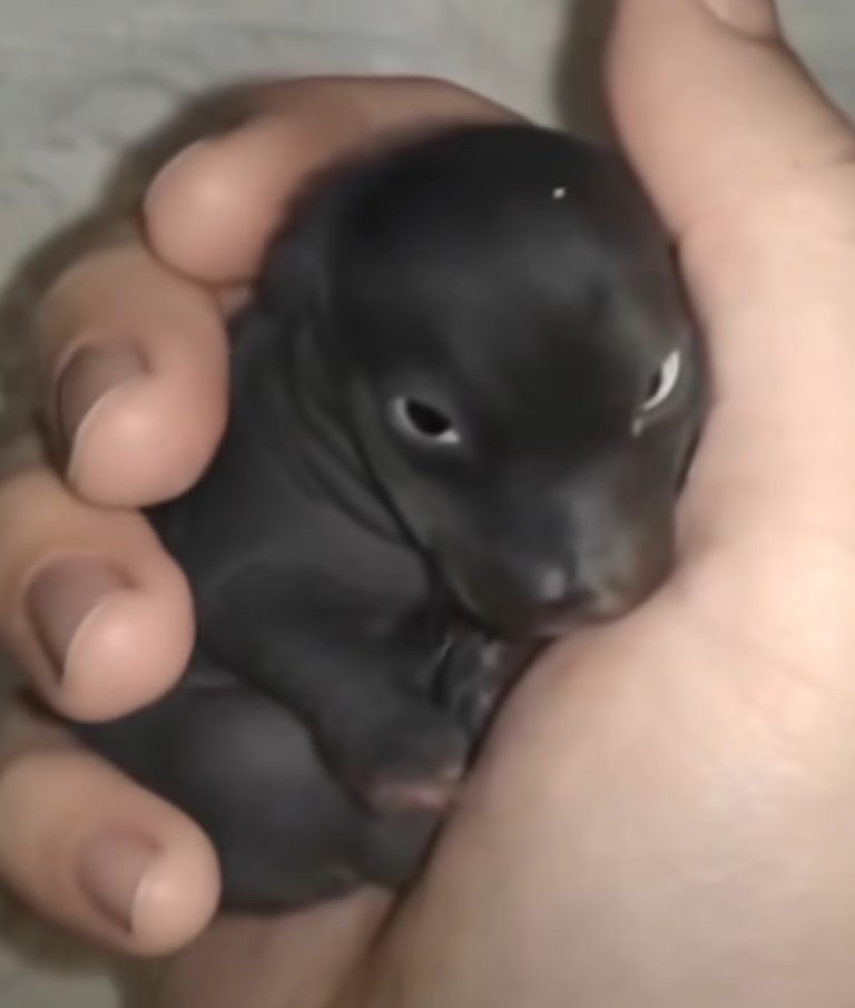 PUPPY THUMB