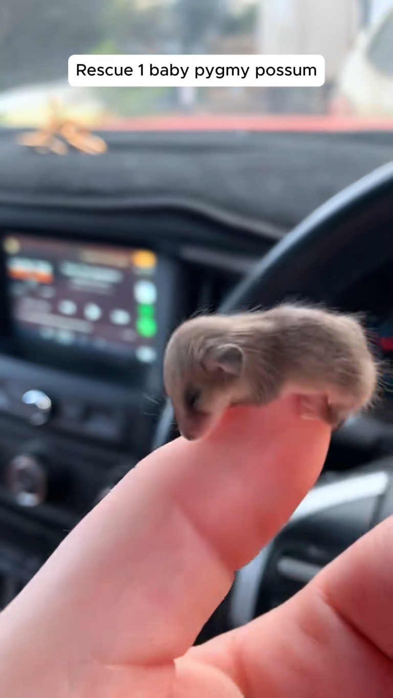 PYGMY THUMB