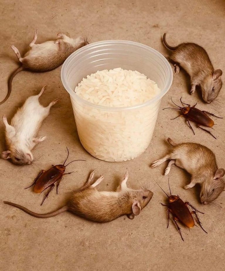 RATS