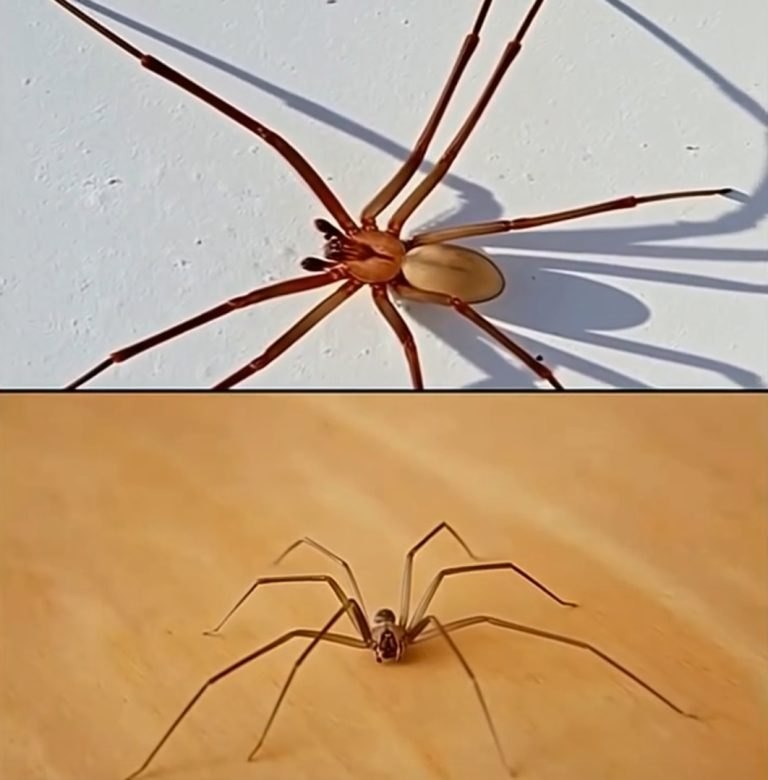 SPIDER