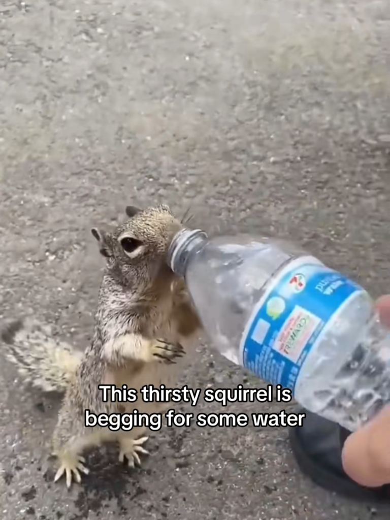 SQUIRREL