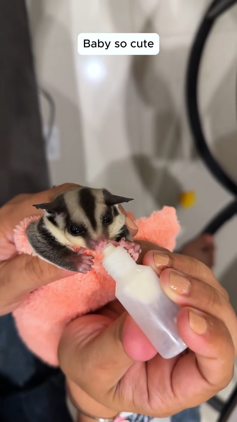 SUGAR GLIDER