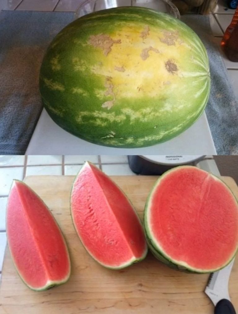 WATERMELON