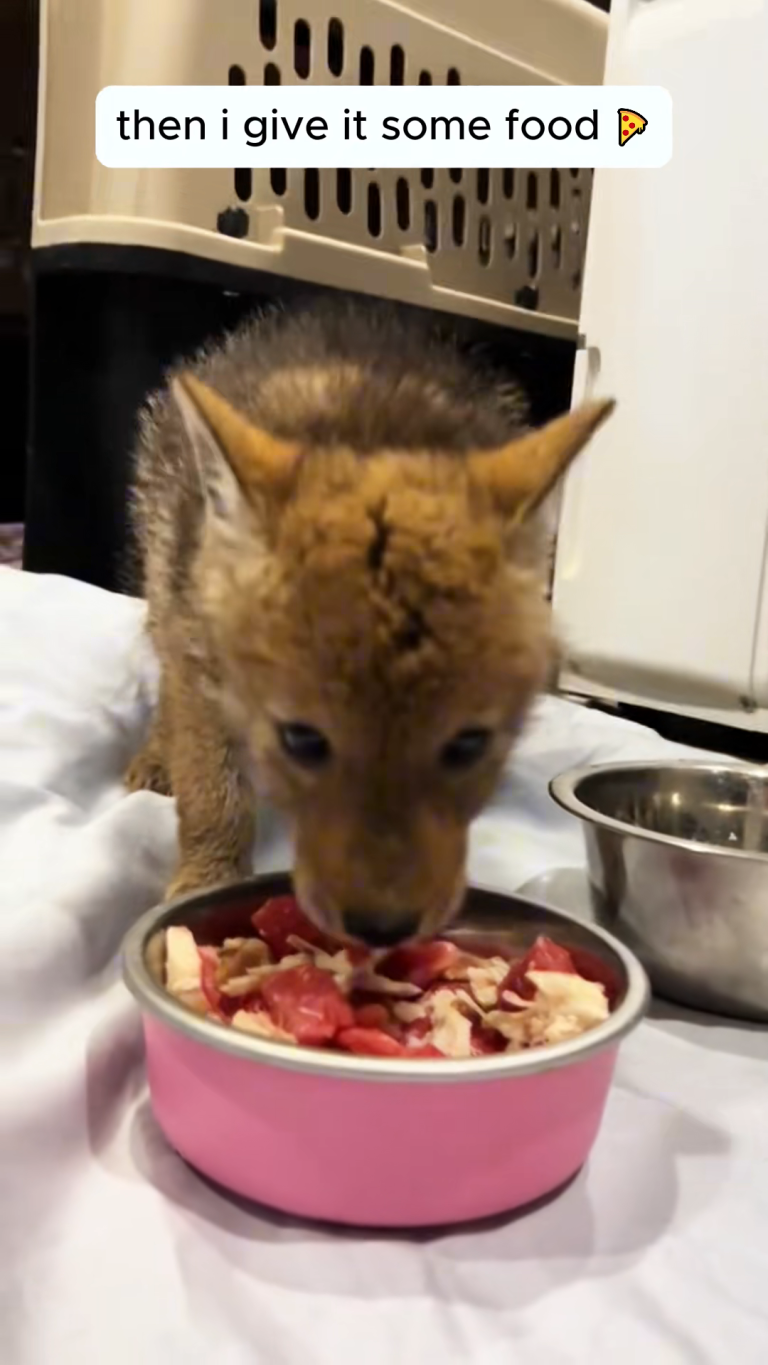 WOLF 23