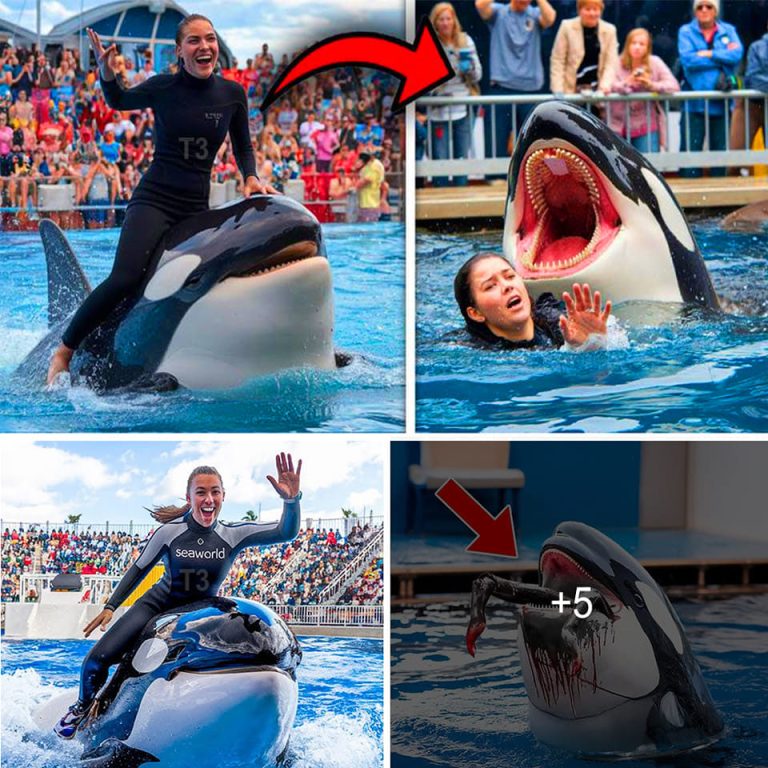 coach orca destroyed by unknown force just minutes ago