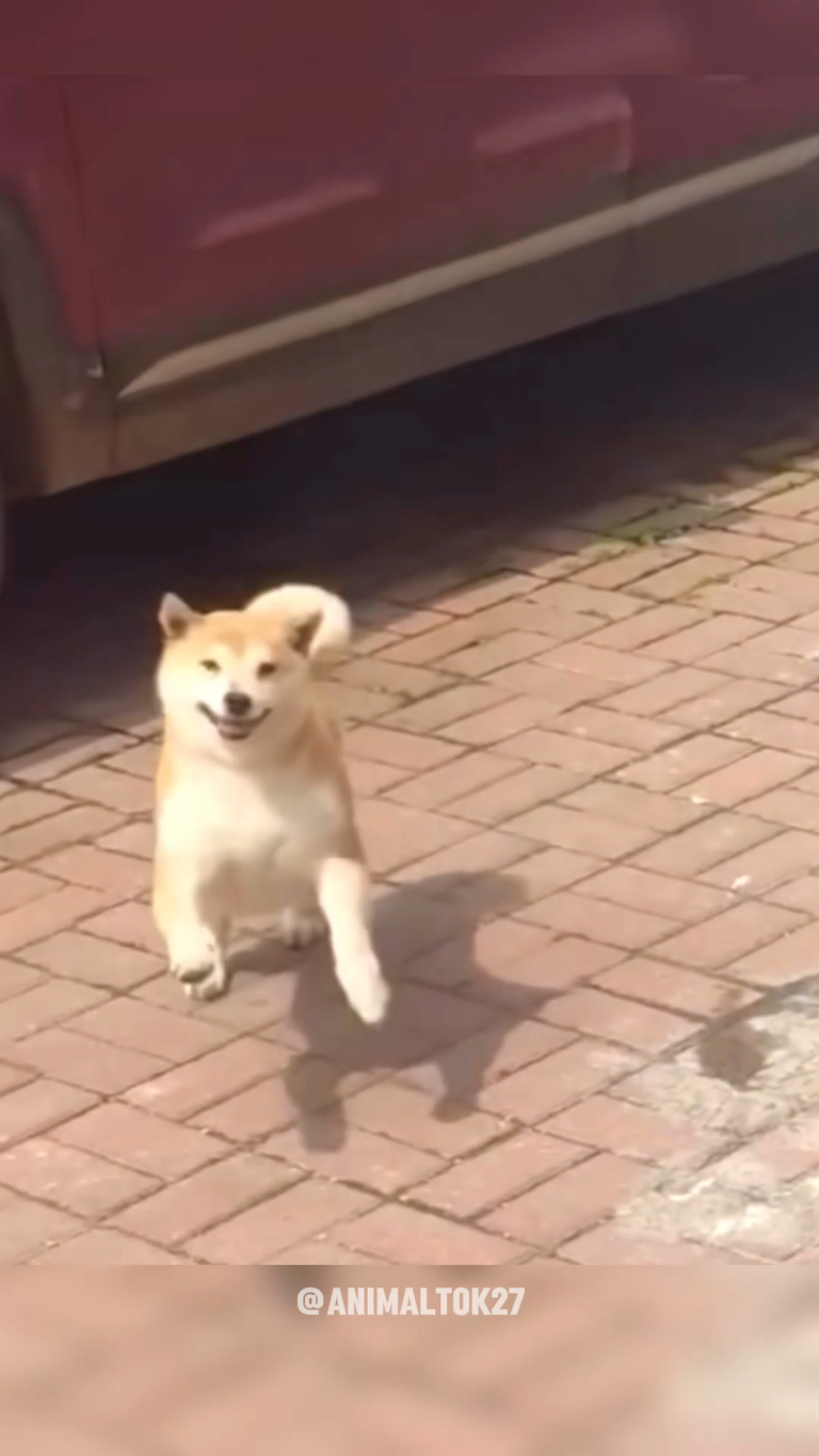 AKITA