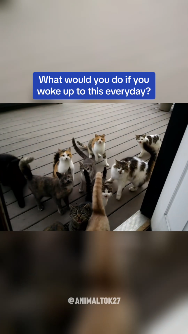 CAT 2