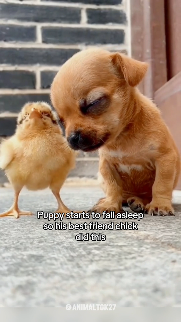 CHICK