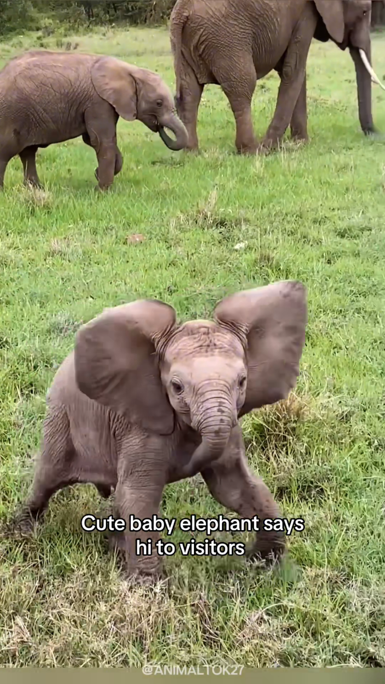 ELEFANT