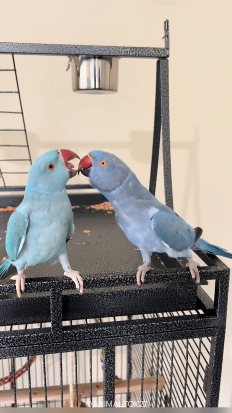 PARROTS 1
