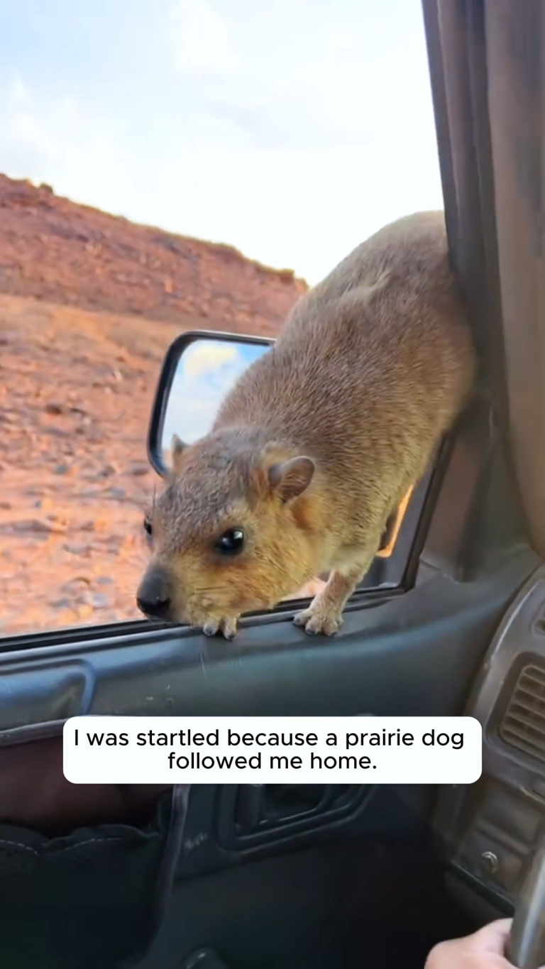 PRAIRIE