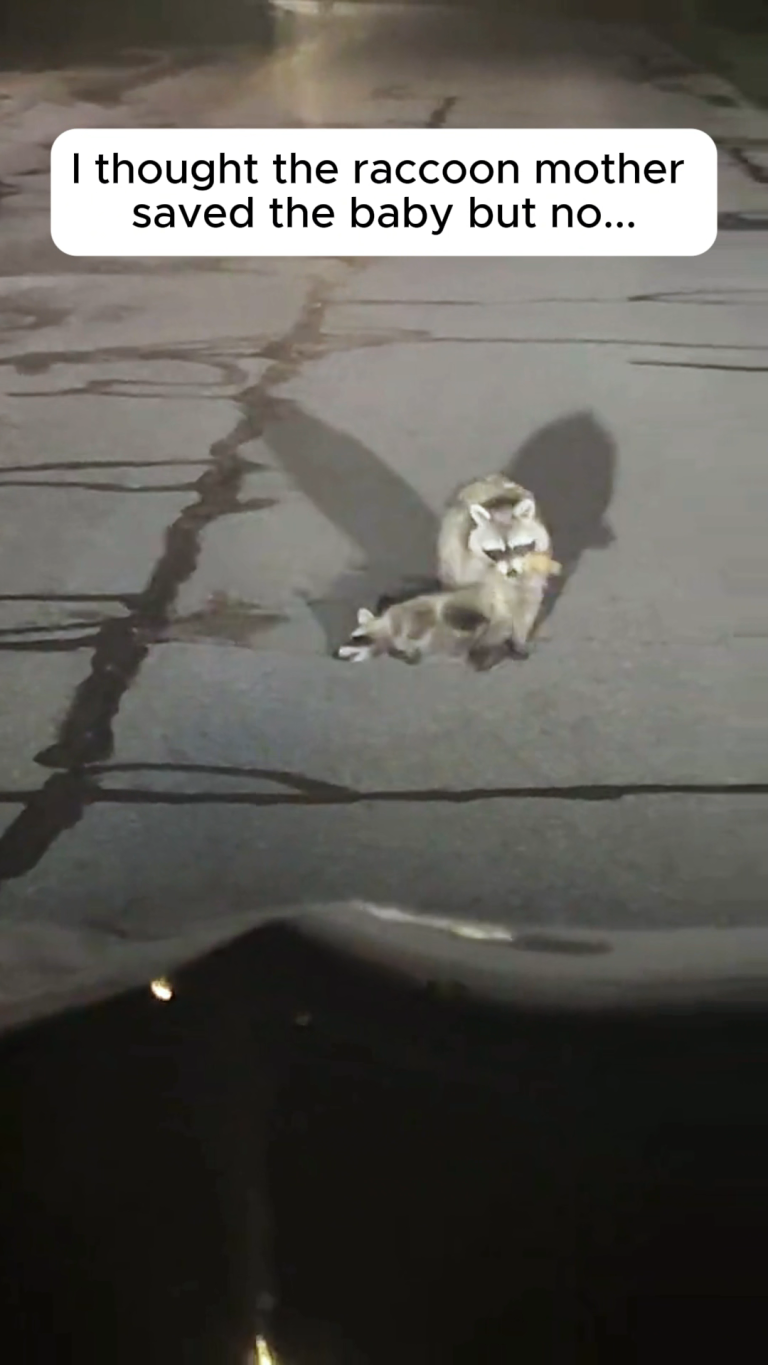 RACOON MOTHER
