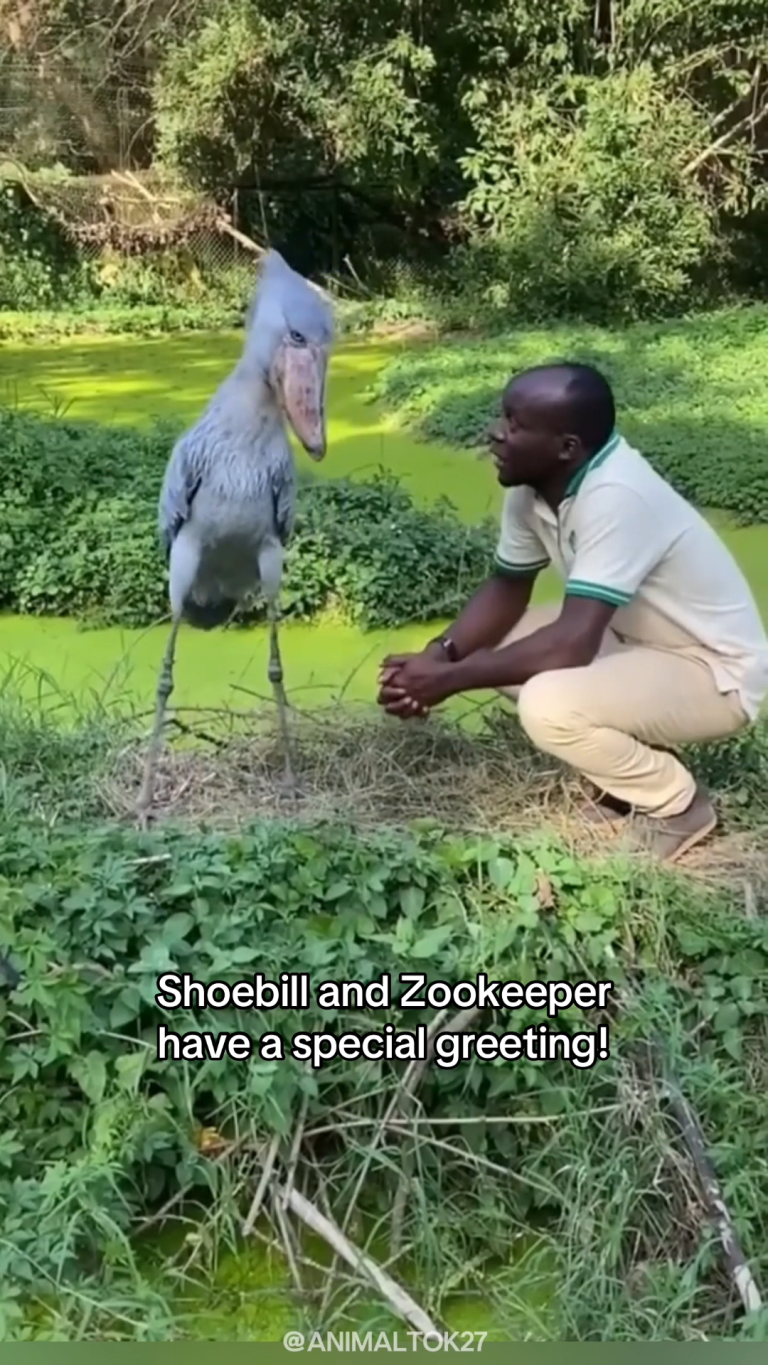SHOEBILL