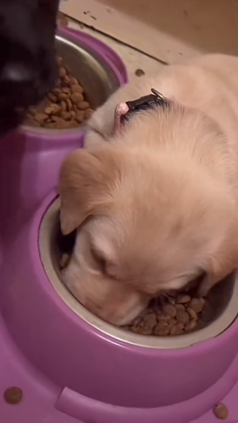 SLEEP DOG