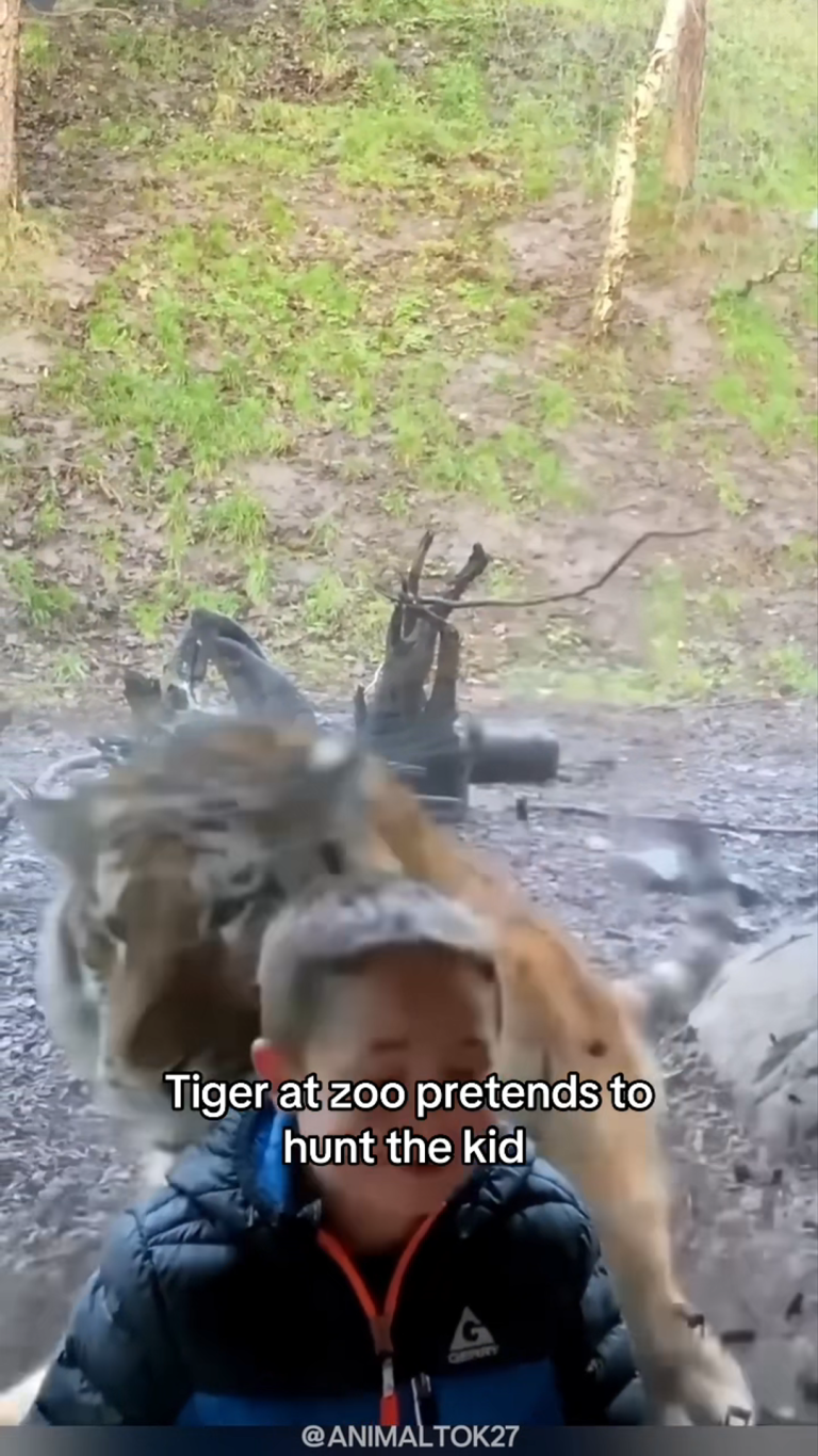 TIGER