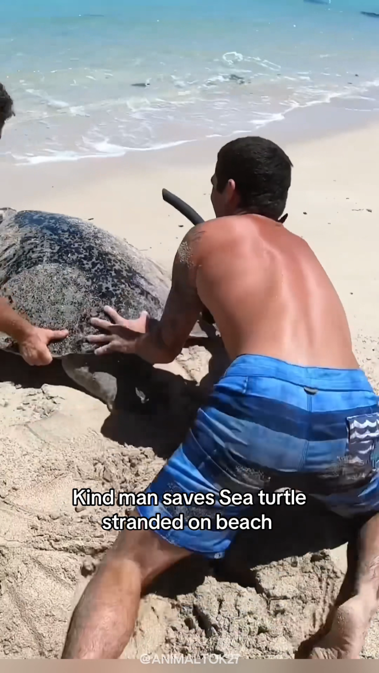 TURTLE SEA
