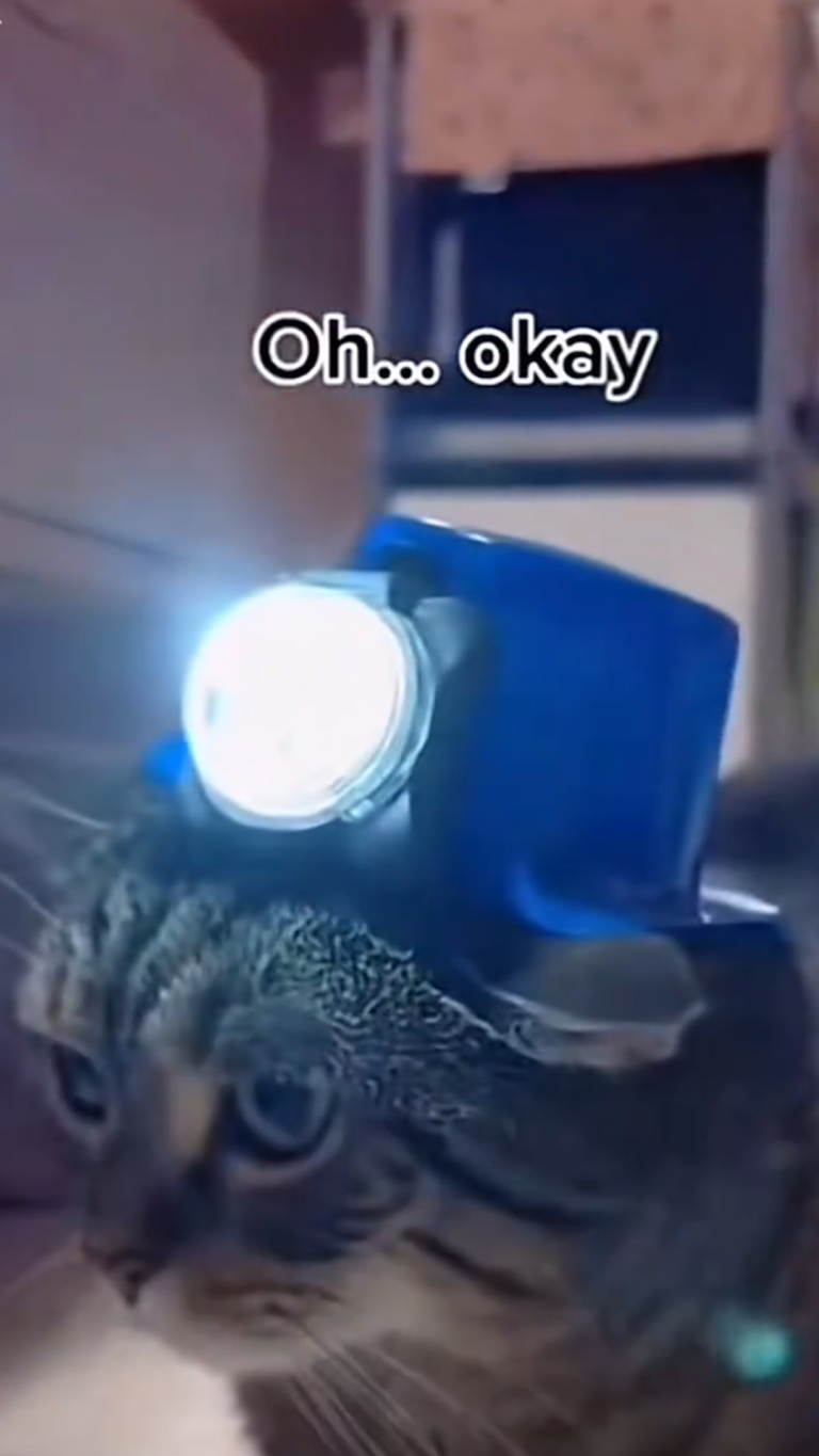 YNC