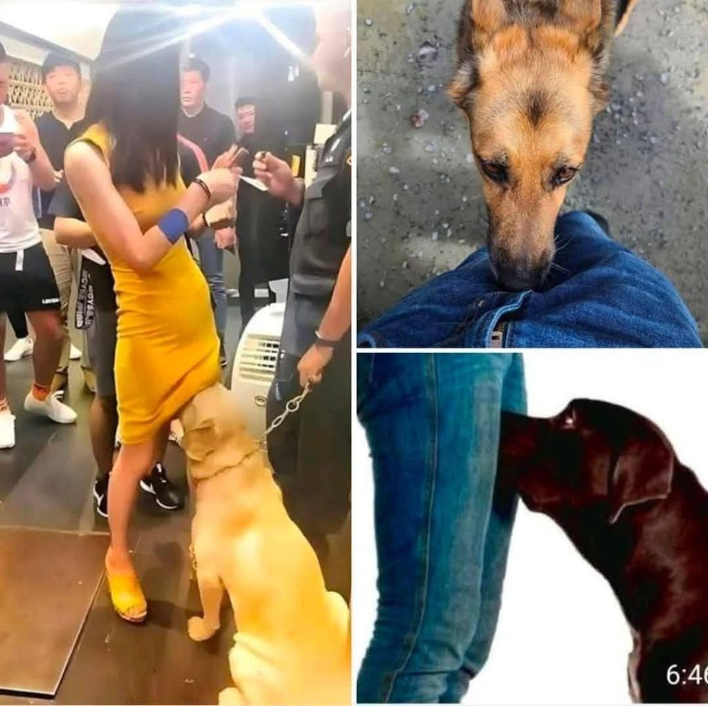 If your dog is sniffing your genital area, it means you have…see more